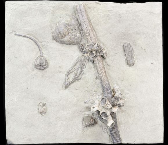Fossil Crinoid, Coral & Brachiopod Association - Indiana #43672